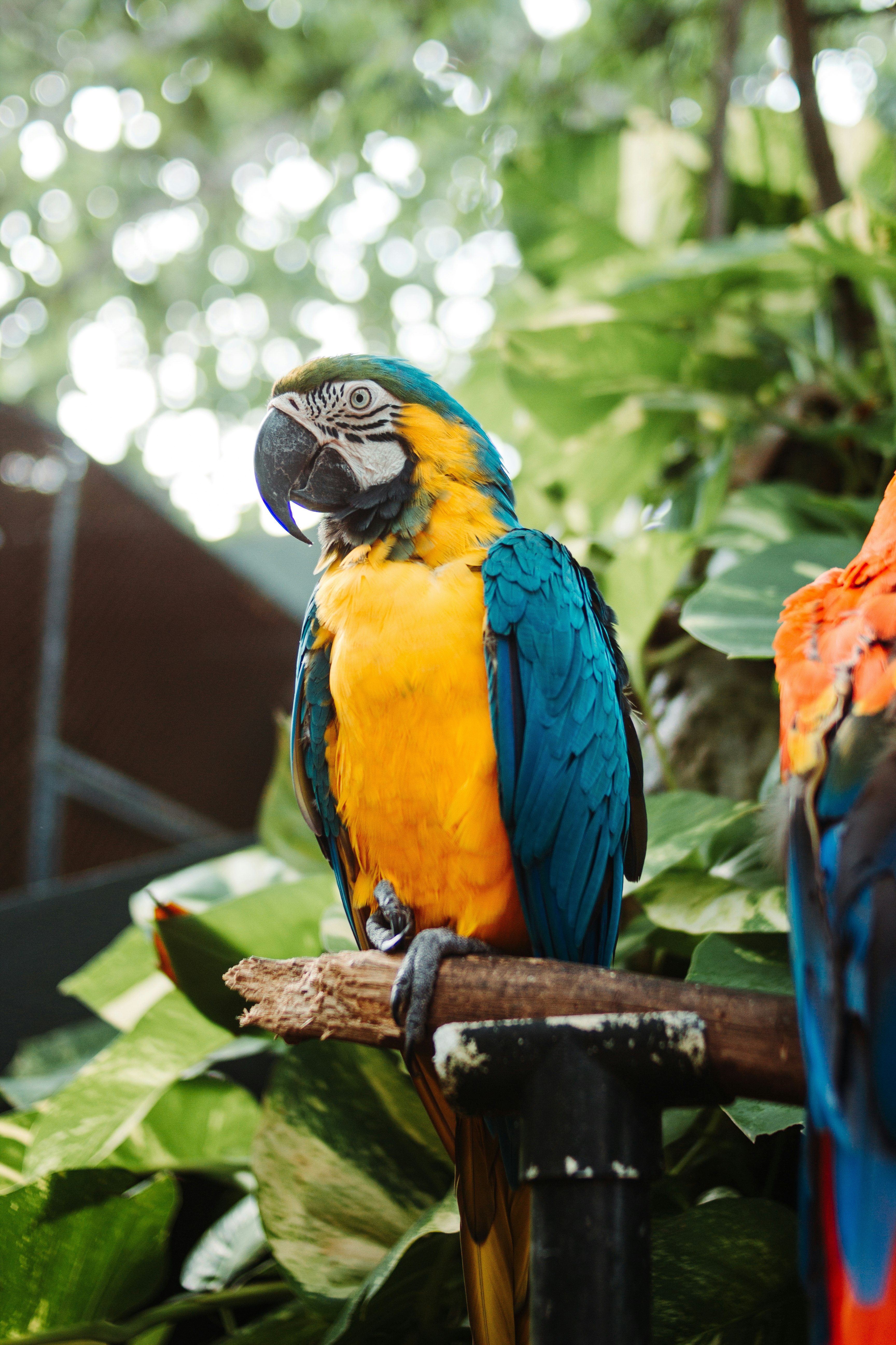 blue yellow and red macaw